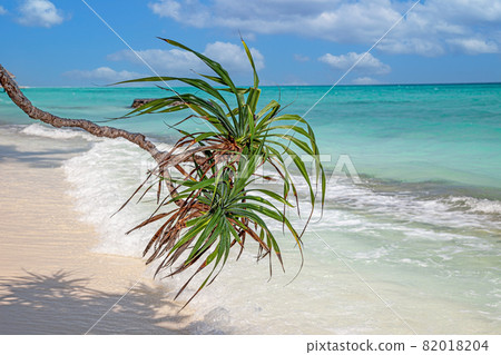 Dream beach in the maldives with wild palm trees in bright weather, white sand and turquoise water 82018204