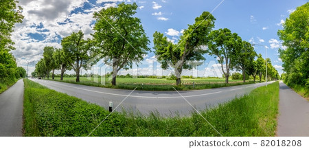 Panoramic image of avenue trees along a federal highway in Germany during daytime Panoramic image of avenue trees along a federal highway in Germany during daytime 82018208