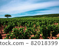 Vineyards of Burgundy wine region of France 82018399