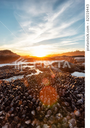 Botanical Beach on the West Coast of Pacific Ocean. 82019443