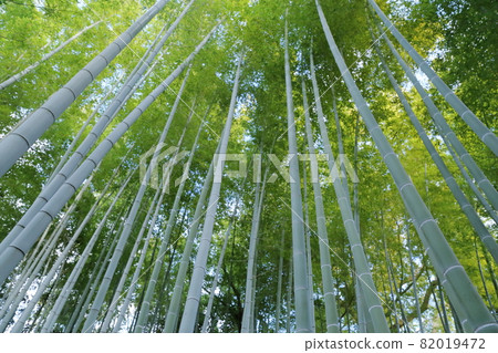 Beautiful bamboo grove in the light Beautiful bamboo grove in the light 82019472