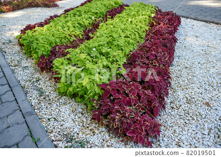 Coleus is a genus of annual or perennial herbs or shrubs, sometimes succulent, sometimes with a fleshy or tuberous rootstock. Coleus has burgundy leaves with green edging and lilac inflorescence Coleus is a genus of annual or perennial herbs or shrubs, sometimes succulent, sometimes with a fleshy or tuberous rootstock. Coleus has burgundy leaves with green edging and lilac inflorescence 82019501