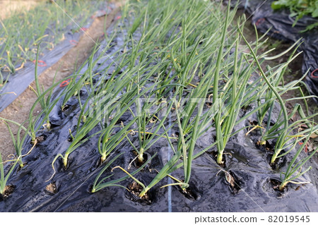 Onions growing in the field 82019545