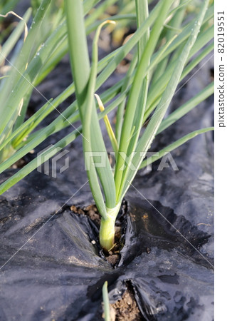種植洋蔥幼苗(洋蔥) 種植洋蔥幼苗(洋蔥) 82019551