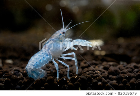 Light blue crayfish dwarf shrimp lift its claw and look back with stay on aquatic soil in freshwater Light blue crayfish dwarf shrimp lift its claw and look back with stay on aquatic soil in freshwater 82019679