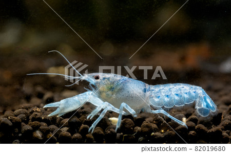 Light blue crayfish dwarf shrimp walk around to look for food in aquatic soil fresh water aquarium Light blue crayfish dwarf shrimp walk around to look for food in aquatic soil fresh water aquarium 82019680