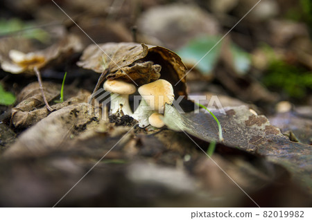 Small family of beautiful white boletus mushrooms sprouting from under fallen bark, autumn leaves and twigs in a light Latvian forest 82019982