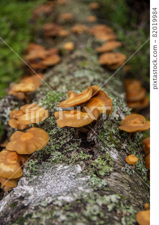 Family of orange inedible false honey mushrooms growing from a fallen birch tree in a dark Latvian forest 82019984