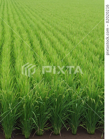 Agricultural image (rice farming) 82020216
