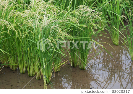 Agricultural image (rice farming) 82020217