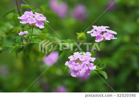 Lantana (Trailing lantana natural texture) 82020398