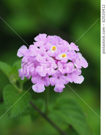 Lantana (Trailing lantana natural texture) 82020412