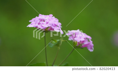 Lantana (Trailing lantana natural texture) 82020413