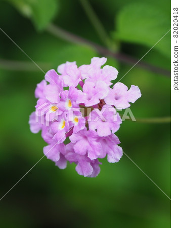 馬tana丹(科巴諾馬Lan丹自然紋理) 馬tana丹(科巴諾馬Lan丹自然紋理) 82020418