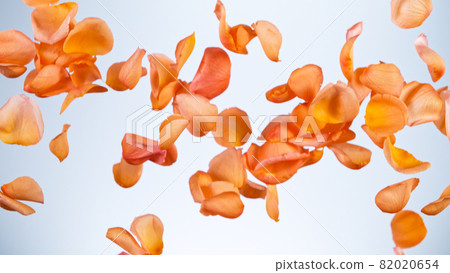 Freeze motion of flying rose petals. Freeze motion of flying rose petals. 82020654