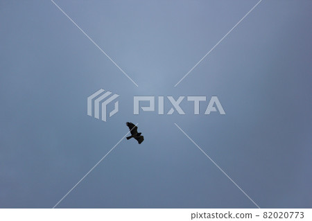 Flying Eagle With Dark Overcast Sky 82020773