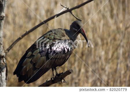 Hadeda Ibis Bird Perched On Branch (Bostrychia hagedash) 82020779