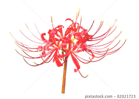 A single red cluster amaryllis A single red cluster amaryllis 82021723