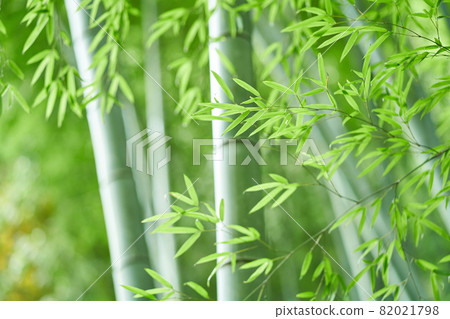  Bamboo grove 82021798