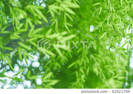  竹林 82021799