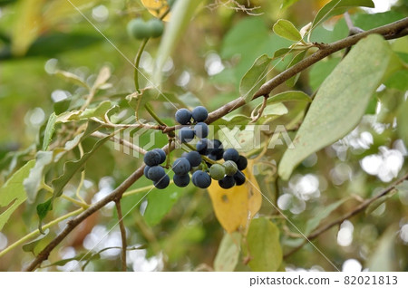 Fruit of Aotutsurafuji 82021813