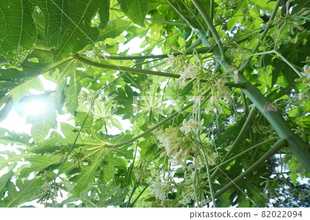 Papaya flowers bloom 82022094