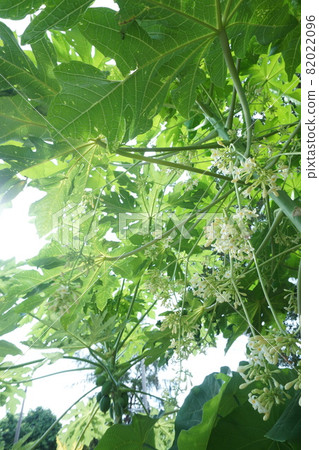 Overgrown papaya flowers Overgrown papaya flowers 82022096