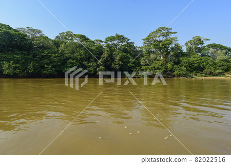 Pantanal forest ecosystem, Mato Grosso, Brazil Pantanal forest ecosystem, Mato Grosso, Brazil 82022516