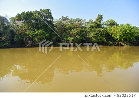 Pantanal forest ecosystem, Mato Grosso, Brazil 82022517