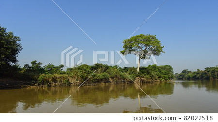 Pantanal forest ecosystem, Mato Grosso, Brazil 82022518