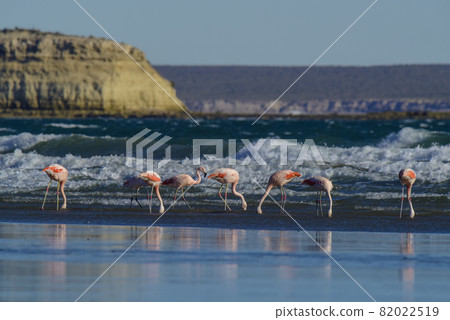 Flamingos in seascape,Patagonia, Argentina 82022519