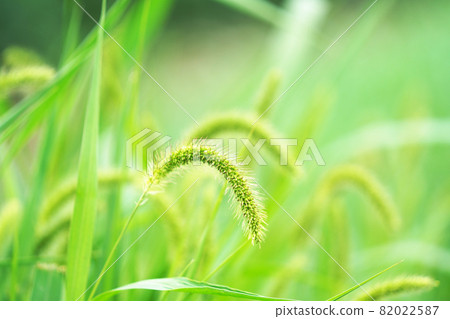 Setaria viridis 82022587