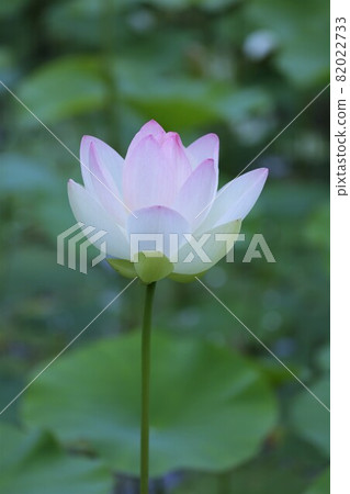 蓮花 82022733