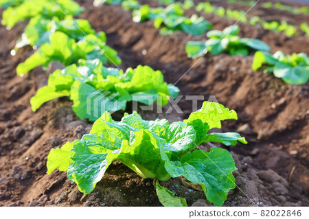 大白菜幼苗正在生長。 82022846