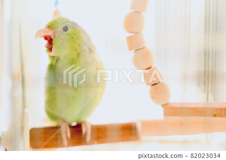 Parakeet yawn. Parrotlet 82023034
