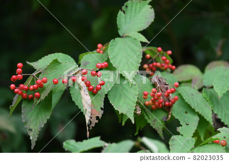 Red fruit Viburnum wrightii 82023035