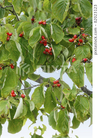 山茱萸堅果變紅了 山茱萸堅果變紅了 82023123