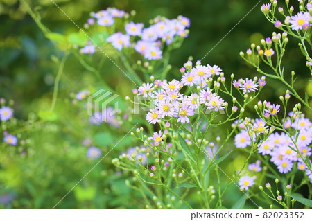 錫安花 錫安花 82023352