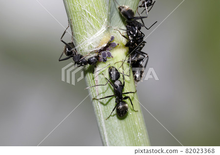 Camponotus japonicus 從蚜蟲接收花蜜 82023368
