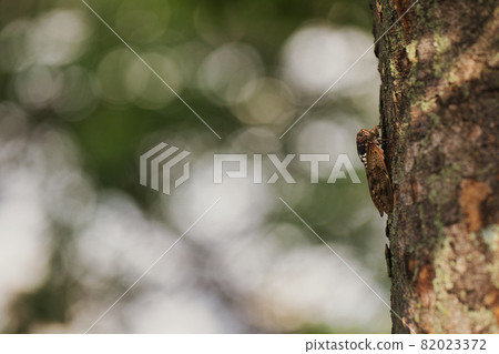 Cicada landscape Cicada landscape 82023372