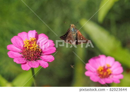 Parnara guttata flying from a flower 82023644