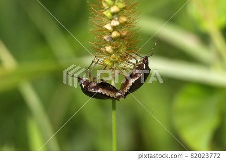 Mating of splinters Mating of splinters 82023772