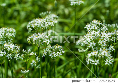 可愛的蔬菜花妮拉 可愛的蔬菜花妮拉 82024025