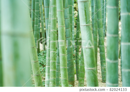 Bamboo grove Bamboo grove 82024133