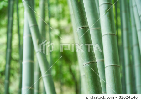 竹林 竹林 82024140