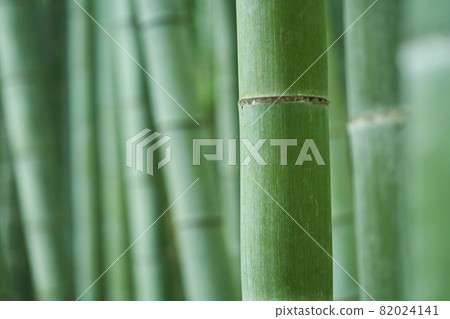 竹林 竹林 82024141