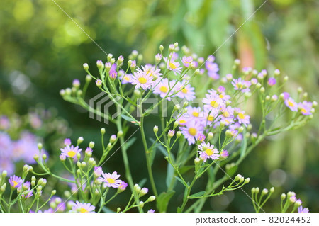 Zion flower Zion flower 82024452