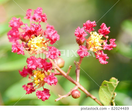 Red-colored crape myrtle flowers Red-colored crape myrtle flowers 82024489
