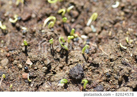 洋蔥在菜園播種和發芽 洋蔥在菜園播種和發芽 82024578