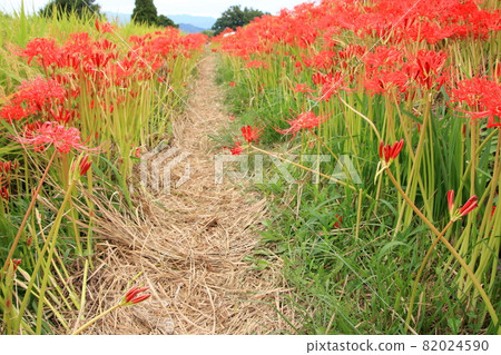 奈良縣五瀨市葛城一子神社的群孤挺花 82024590